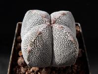 Thumbnail of 1769_Astrophytum myriostigma Onzuka V-Form_20130917_01(1).JPG